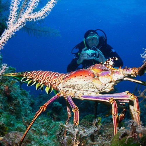Bahamas_JeepReefDivers-e1381809917475