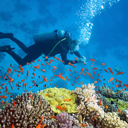 Bahamas_AustinSmithLauraGrouper_MiaToose-e1392671185763