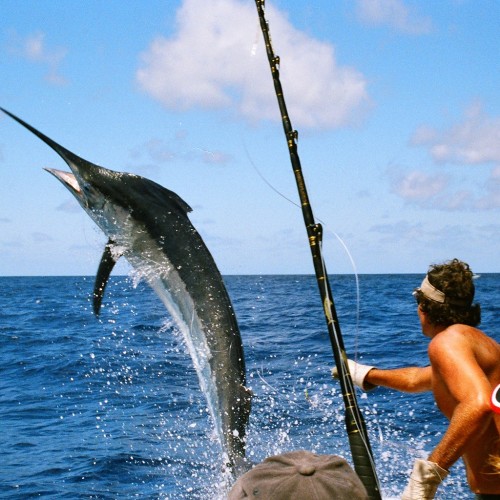 Yachts-Riviera-Maya-Deep-Sea-Fishing-White-Marlin-3