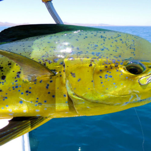 Yachts-Riviera-Maya-Deep-Sea-Fishing-Dolphin-Fish-Dorado-Mahi-Mahi