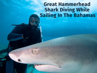 Great Hammerhead Shark Diving While Sailing In The Bahamas