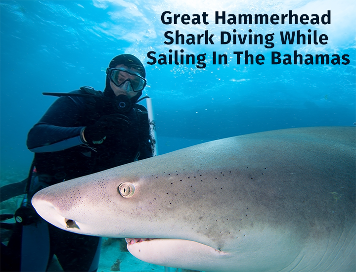 Great Hammerhead Shark Diving While Sailing In The Bahamas
